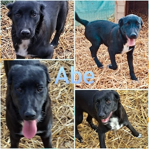 labradormix rüde kastriert sucht ab september