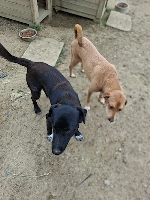 labrador kastriert rüde such ab september 