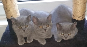 BKH kitten 