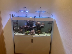 Salzwasser Aquarium 450 l