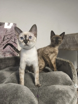 Reinrassige Snow Bengal Kitten mit Stammbaum