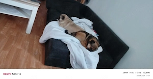 Zwei unzertrennliche Hunde -Duo suchen ein Zuhause