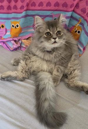 1 Blh Britisch Langhaar kurzhaar Kitten (Kater) Abholbereit 18 Wochen alt