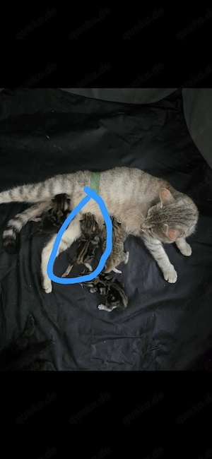 Katzenbabys babykatzen