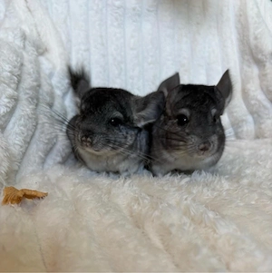Zwei liebevolle Chinchilla Brüder suchen ein neues Zuhause