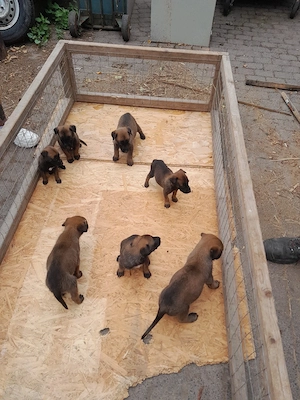 Malinois Welpen