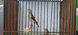 Stieglitz & Kanarienvogel 