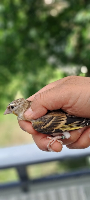 Mischling Kanarienvogel & Stieglitz 