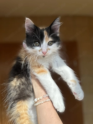 Wunderschöne Kitten abgabebereit