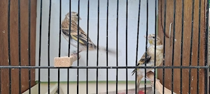 Stieglitz & Kanarienvogel 