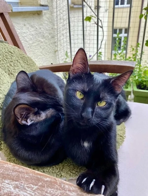 Tom & Ruby - Tolle Lackfellchen suchen spannende Familie Bild 3
