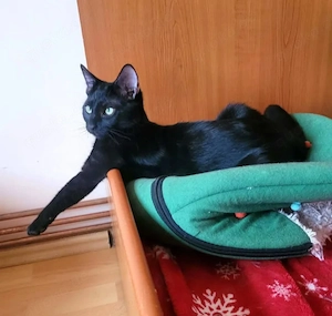 Tom & Ruby - Tolle Lackfellchen suchen spannende Familie Bild 9