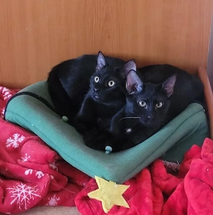 Tom & Ruby - Tolle Lackfellchen suchen spannende Familie Bild 10