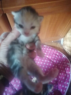 Kleine Glückskatze sucht ein neues Zuhause 