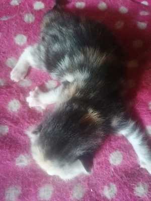 Kleine Glückskatze sucht ein neues Zuhause 