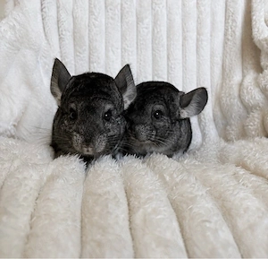 Zwei liebevolle Chinchilla Schwestern suchen neues Zuhause