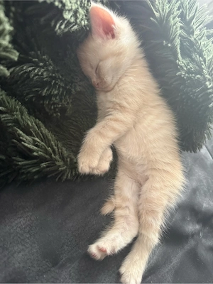 bkh main coon kitten 