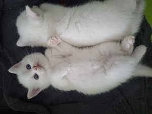 Süsse BKH reinrassige Kitten