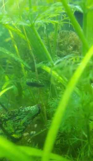 5 Black Molly Babys