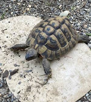 Landschildkröte