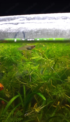 5 Guppy zu verkaufen 