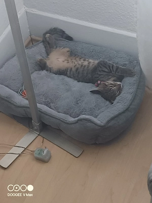 Baby Katze