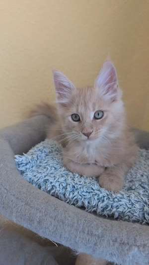 Maine Coon Kitten XXL, abgabebereit