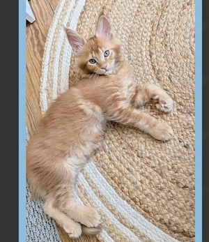 Maine Coon Kitten XXL, abgabebereit