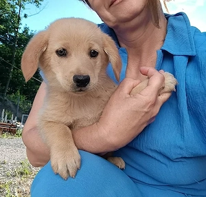 Bobby (4 Monate alt) in Bosnien sucht ein Zuhause