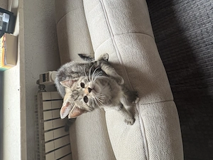 Kleiner Kater sucht dringend neues Zuhause 