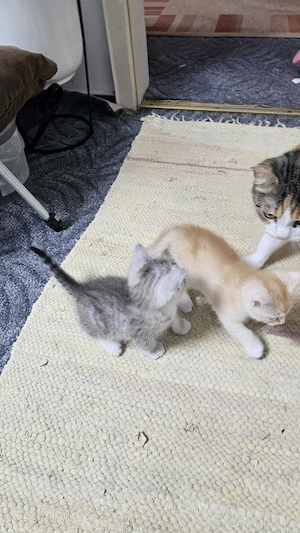 Babys Katzen 