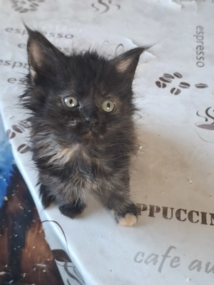 Zauberhafte Meine Coon Kitten 