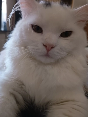 blh kater baby 5 Monate 