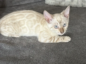 Bengal Kitten Snow Lynx _Mink _Braun Mit Stammbaum 