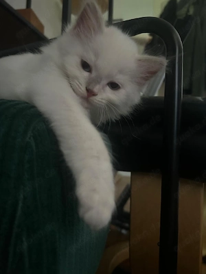 Heilige Birma, Katzenbabys!!