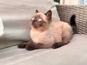 Siam Bluepoint Kitten *abgabebereit*