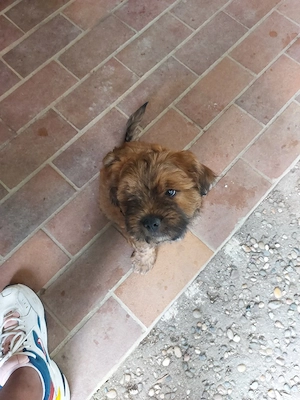 Timo suche ein neues Zuhause 