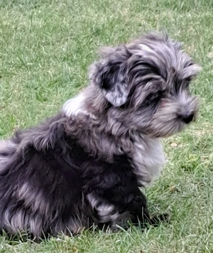 Zuckersüße Yorkshire Terrier 