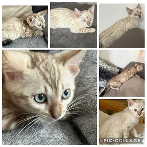 Bengal Kitten Snow   Mink  13 Wochen ( Bringen Möglich )  Mit Stammbaum 