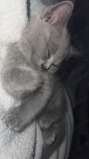 BKH Kitten weiblich 