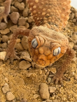 Knopfschwanzgecko Nephrurus amyae zu verkaufen 