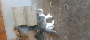 Junge Katzen 
