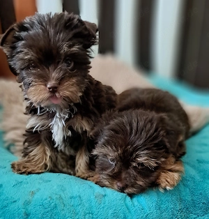 Yorkshire Terrier kleinbleibend