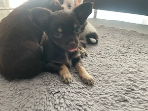 Reinrassige Langhaar-Chihuahua-Welpen