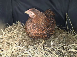 Verschiedene Rassehühner