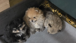 Pomeranian Welpen 
