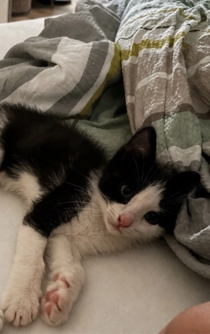 Siam mix Kitten 