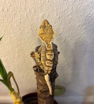 Kronengecko (Correlophus ciliatus)   Harlequin Pinstripe