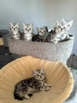 Wunderschöne BKH Kitten 