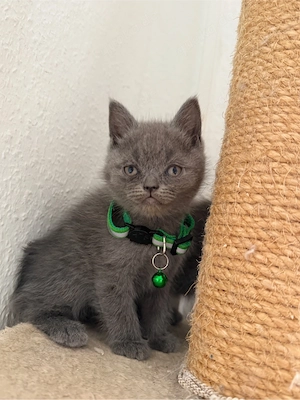 bkh kitten